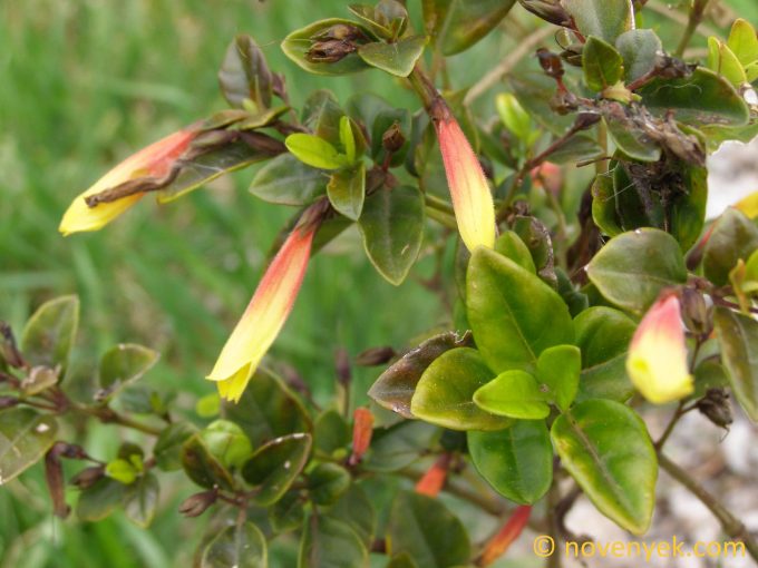 Image of plant Justicia floribunda
