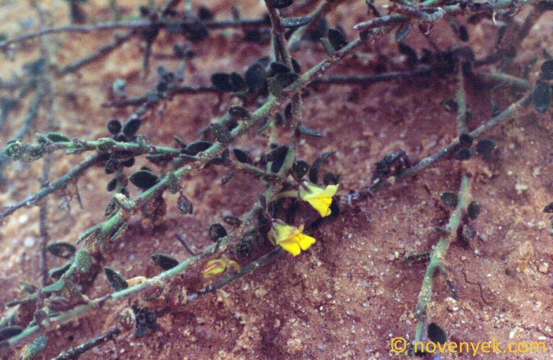 Image of plant Kickxia aegyptiaca