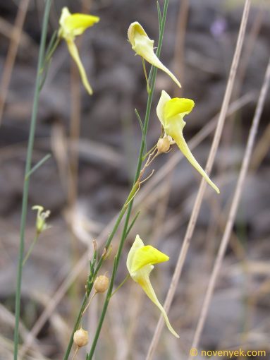 Image of plant Kickxia scoparia