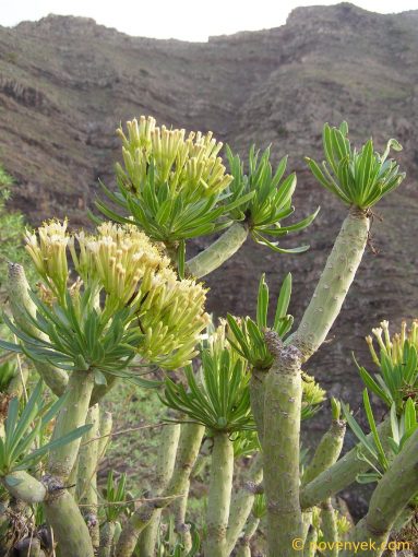 Image of plant Kleinia neriifolia