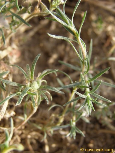 Image of plant Kochia prostrata