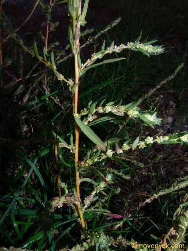Image of plant Kochia scoparia