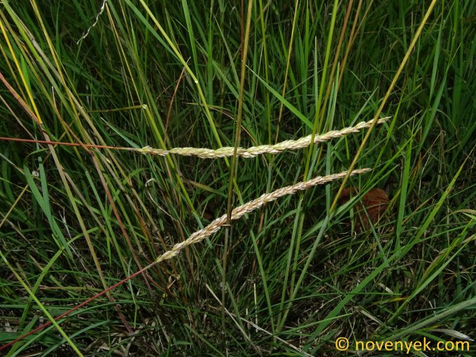 Image of plant Koeleria macrantha