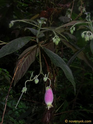 Image of plant Kohleria affinis