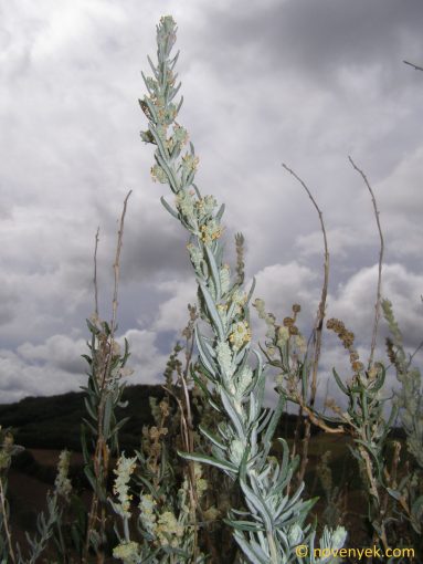 Image of plant Krascheninnikovia ceratoides