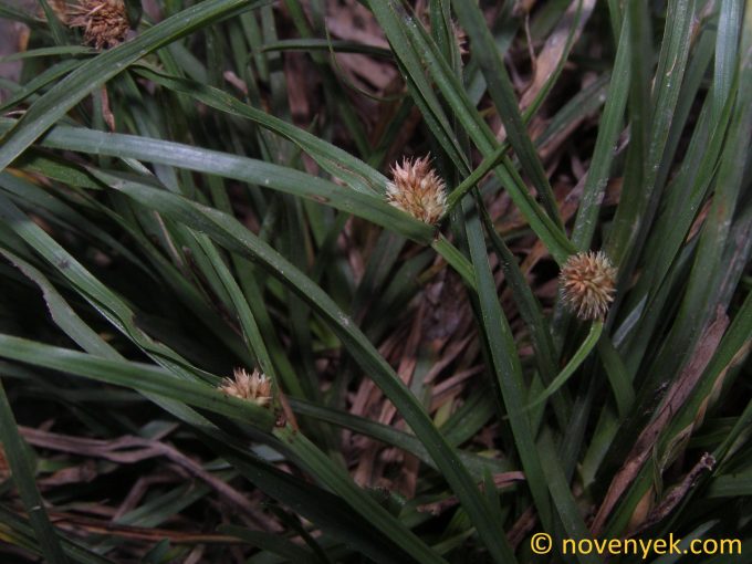 Image of plant Kyllinga nemoralis