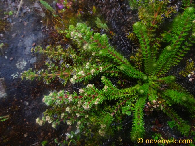 Image of plant Lachemilla hispidula