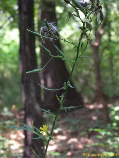 Image of plant Lactuca quercina