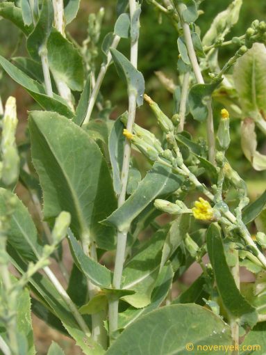 Image of plant Lactuca sativa
