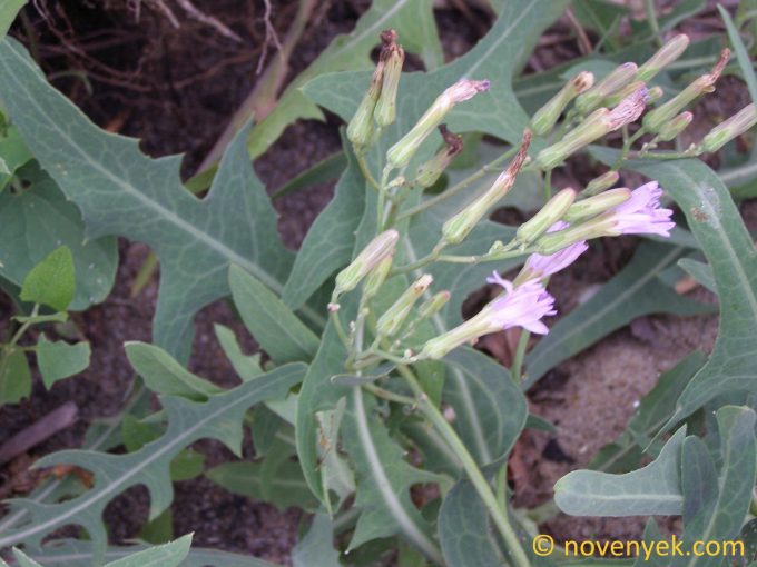 Image of plant Lactuca tatarica