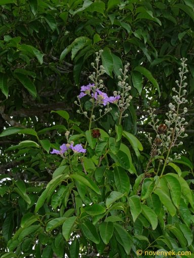 Image of plant Lagerstroemia indica