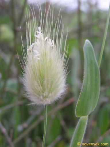 Image of plant Lagurus ovatus