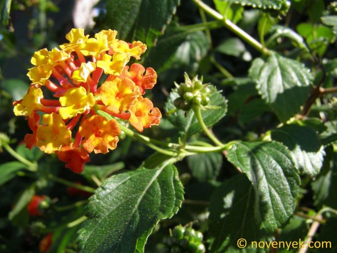 Image of plant Lantana camara
