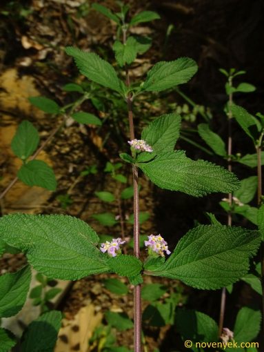 Image of plant Lantana involucrata