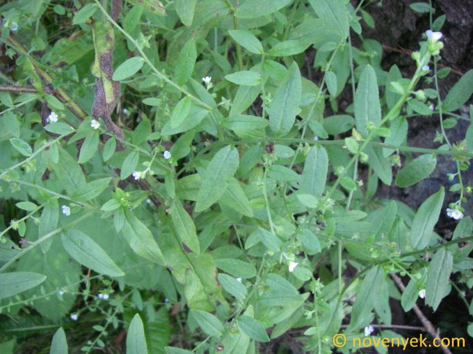 Image of plant Lappula deflexa