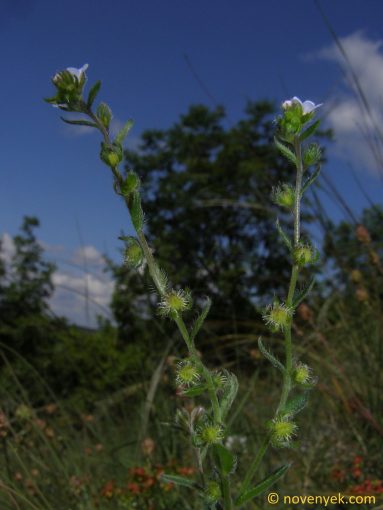 Image of plant Lappula heteracantha