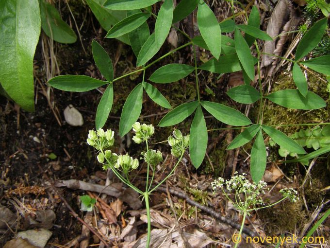 Image of plant Laserpitium peucedanoides