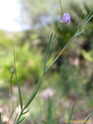 Image of plant Lathyrus angulatus