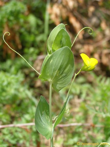 Image of plant Lathyrus aphaca