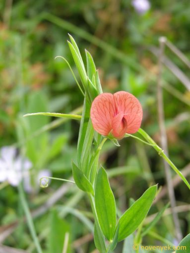 Image of plant Lathyrus cicera