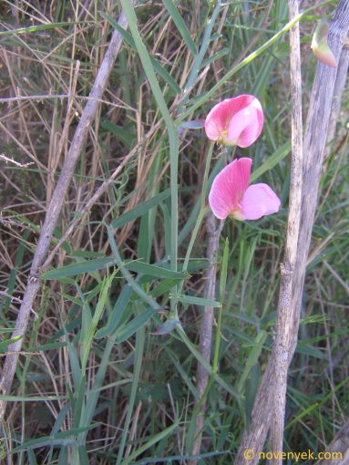Image of plant Lathyrus clymenum