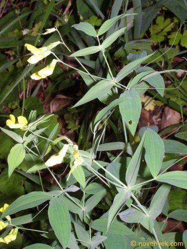 Image of plant Lathyrus hallersteinii