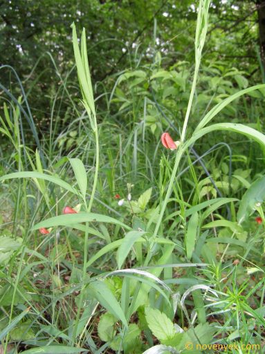 Image of plant Lathyrus sphaericus