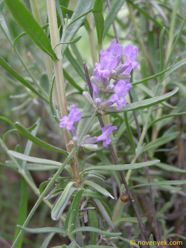 Image of plant Lavandula angustifolia