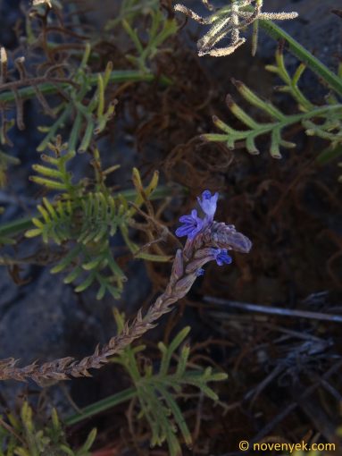 Image of plant Lavandula coronopifolia