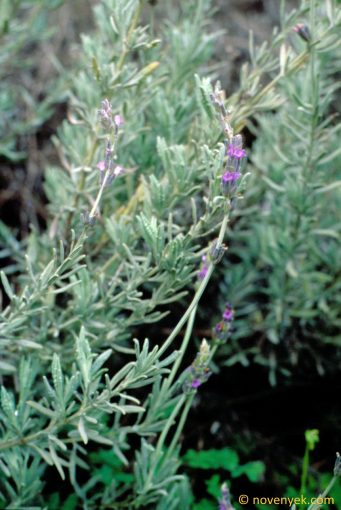 Image of plant Lavandula lanata