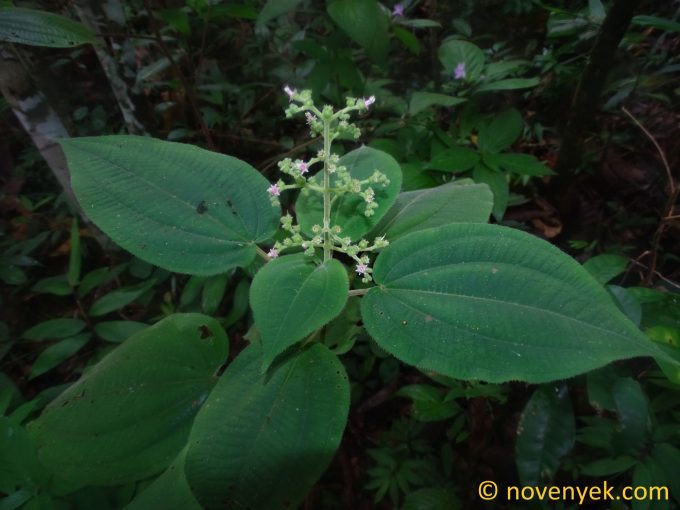 Image of plant Leandra mexicana