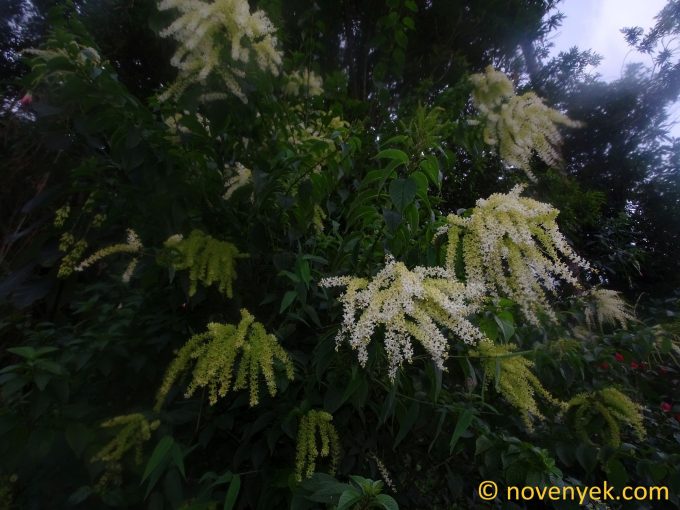 Image of plant Ledenbergia peruviana