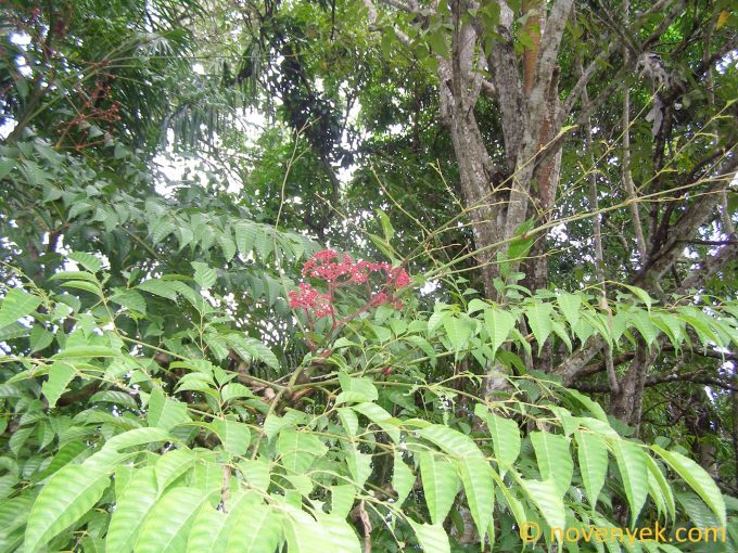 Image of plant Leea guineensis