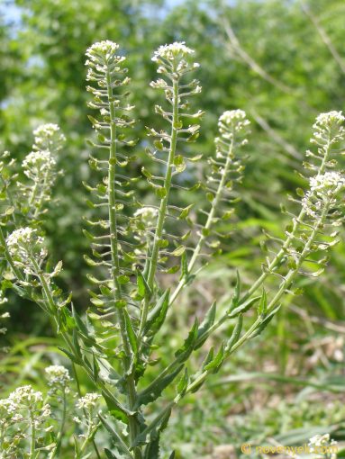 Image of plant Lepidium campestre