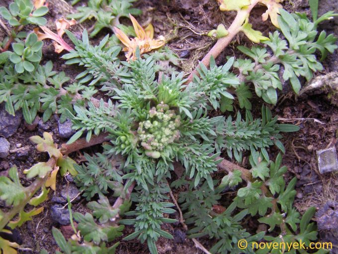 Image of plant Lepidium coronopus