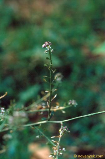 Image of plant Lepidium graminifolium