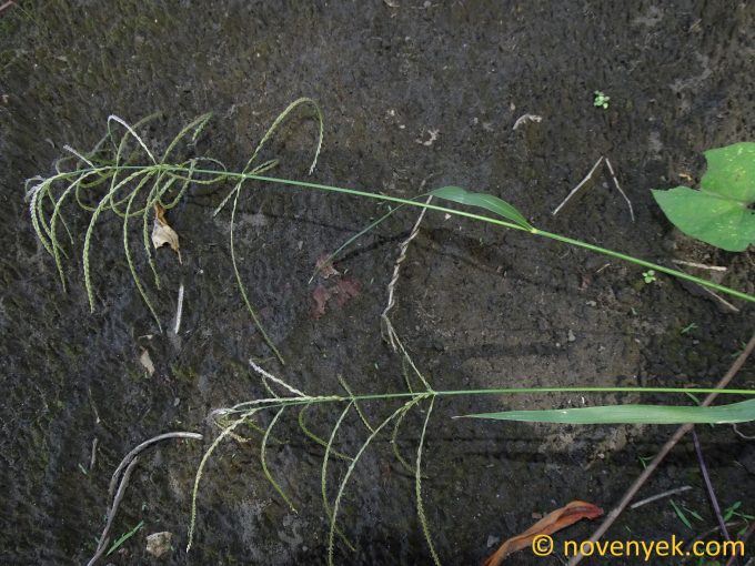Image of plant Leptochloa virgata