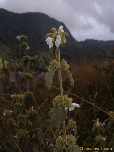 Image of plant Leucas lanata