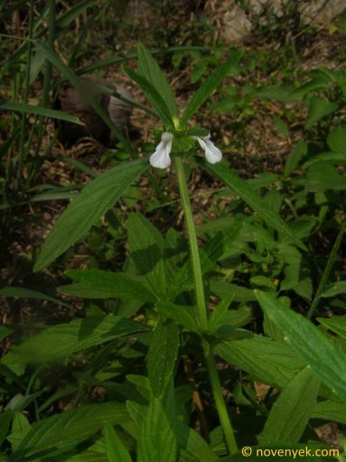 Image of plant Leucas zeylanica