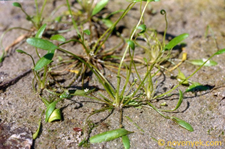Image of plant Limosella aquatica