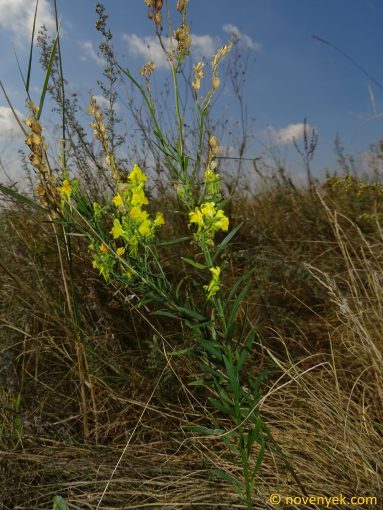 Image of plant Linaria angustissima