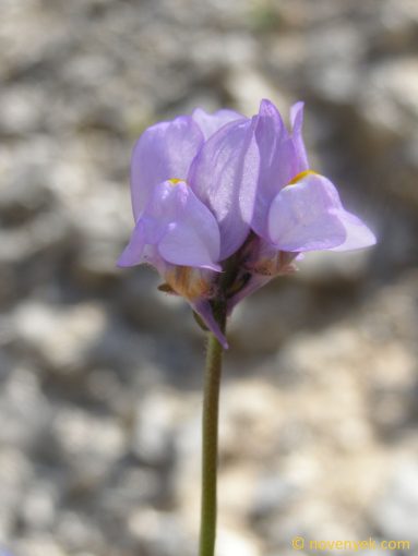 Image of plant Linaria clementei