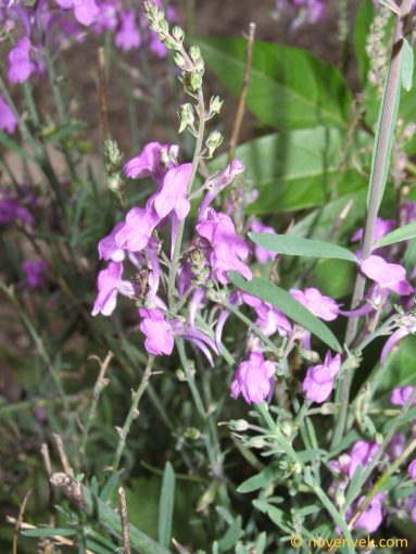 Image of plant Linaria purpurea