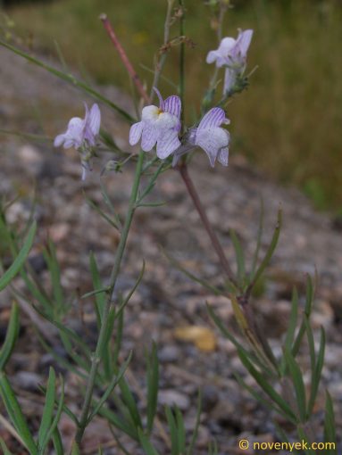 Image of plant Linaria repens