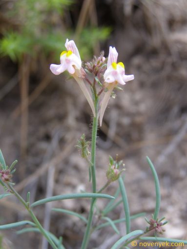 Image of plant Linaria satureioides