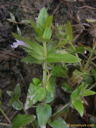 Image of plant Lindernia dubia