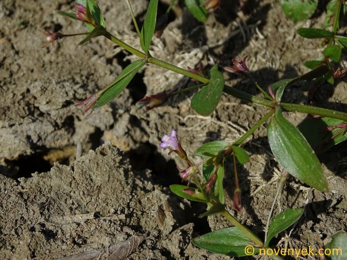 Image of plant Lindernia procumbens