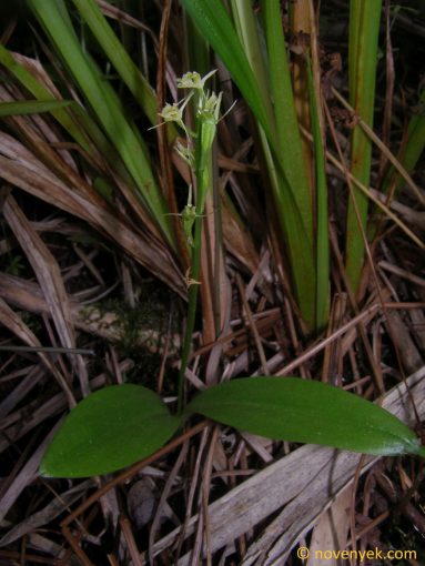 Image of plant Liparis loeselii