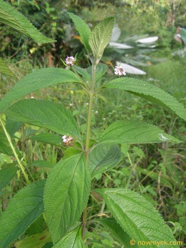 Image of plant Lippia alba