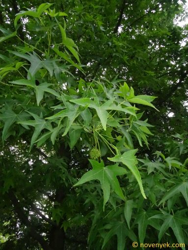 Image of plant Liquidambar styraciflua